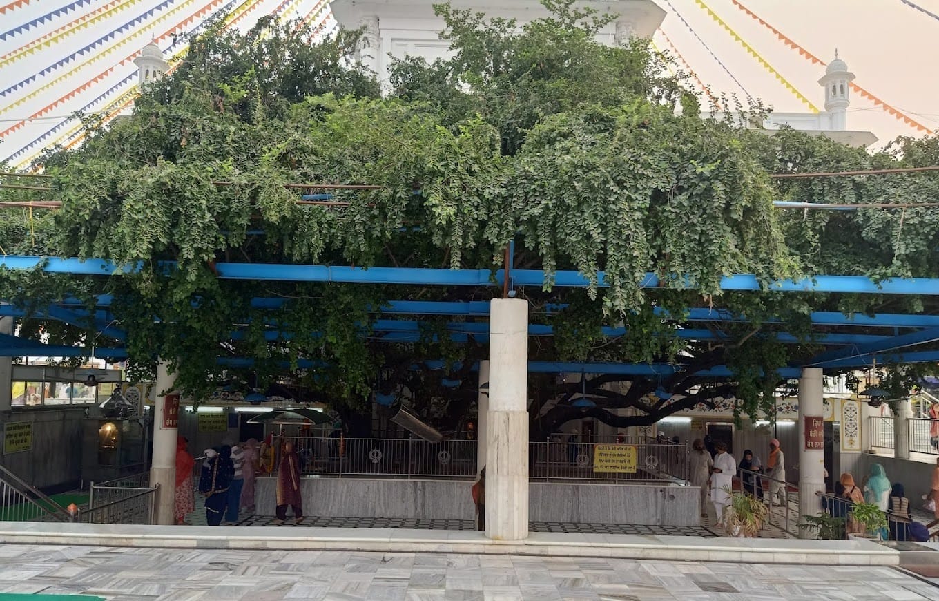 The Ber Tree at Gurudwara Ber Sahib, Sultanpur Lodhi